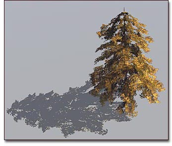 Dimensional trees from 2D textures