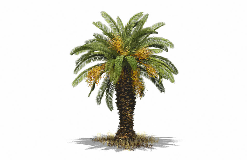 Medjool Palm