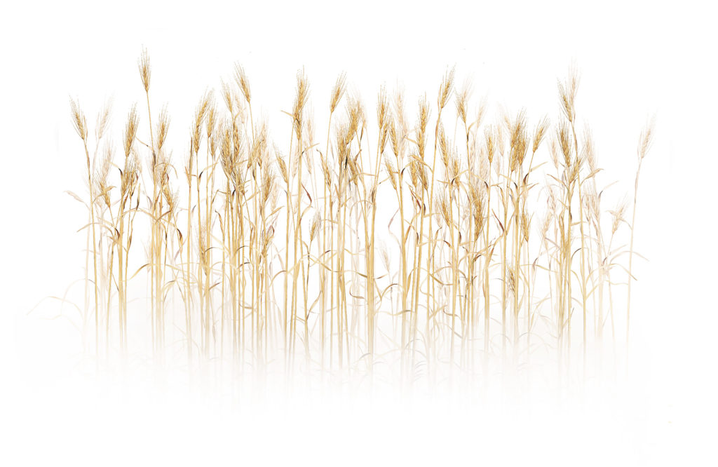 A 2D painting of autumn wheat