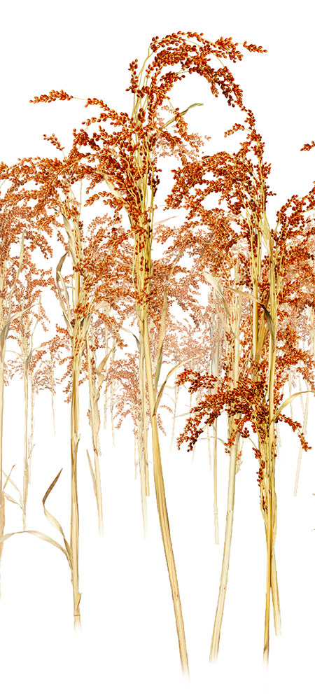 Detail of sorghum paint example