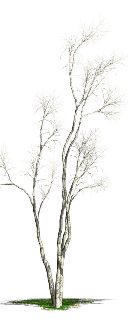 A simple painted birch tree.